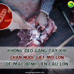 Không đeo găng tay khi chăn nuôi, giết mổ lợn dễ mắc bệnh liên cầu lợn