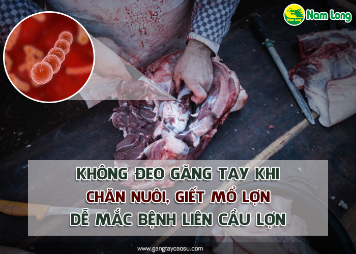 Không đeo găng tay khi chăn nuôi, giết mổ lợn dễ mắc bệnh liên cầu lợn-1 (1)