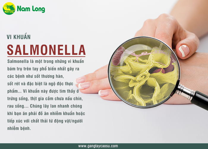 Vi khuẩn salmonella luôn nằm trên da tay