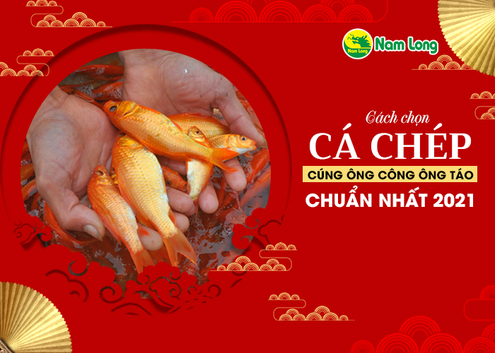 cach-chon-ca-chep-cung-ong-cong-ong-tao